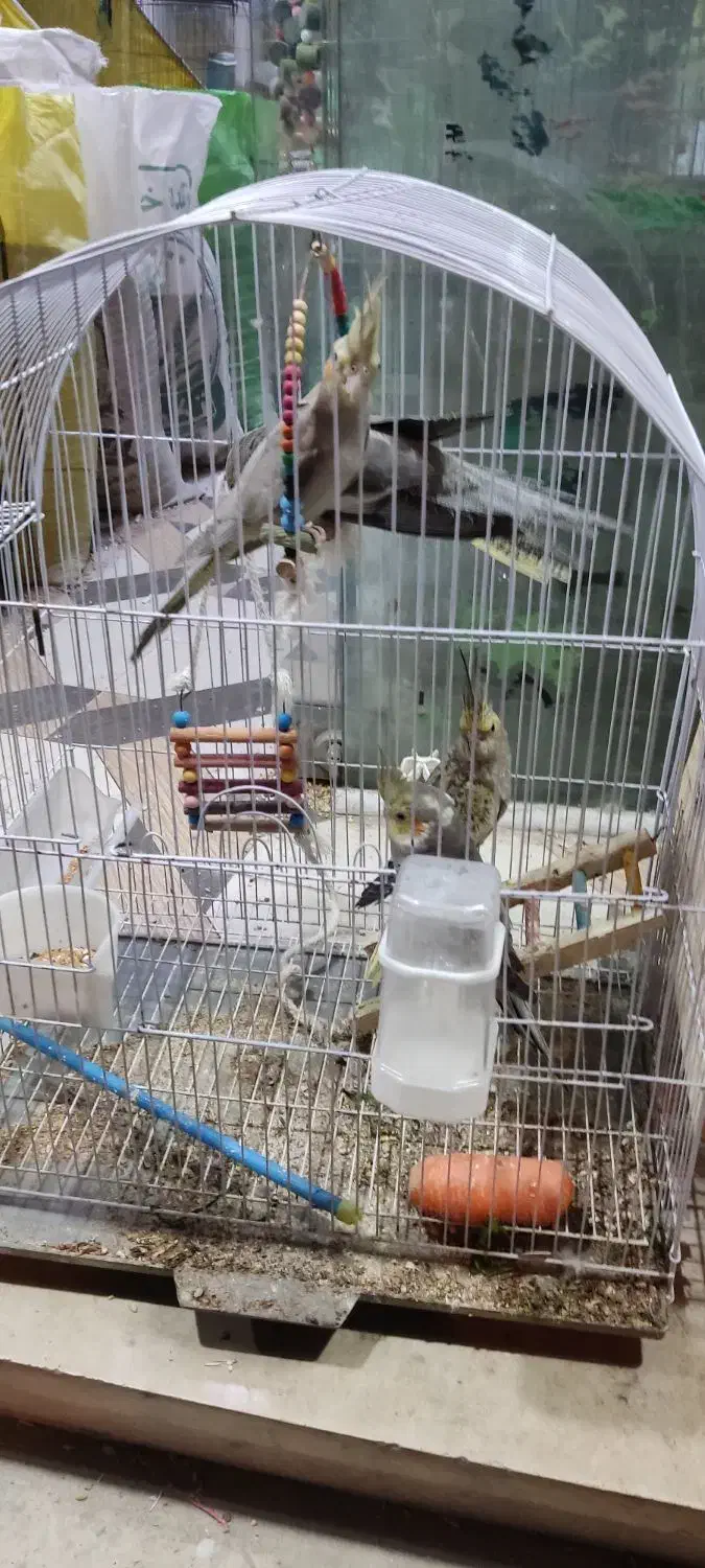 عروس هلندی با مرغ عشق|پرنده|بندر ماهشهر, |دیوار