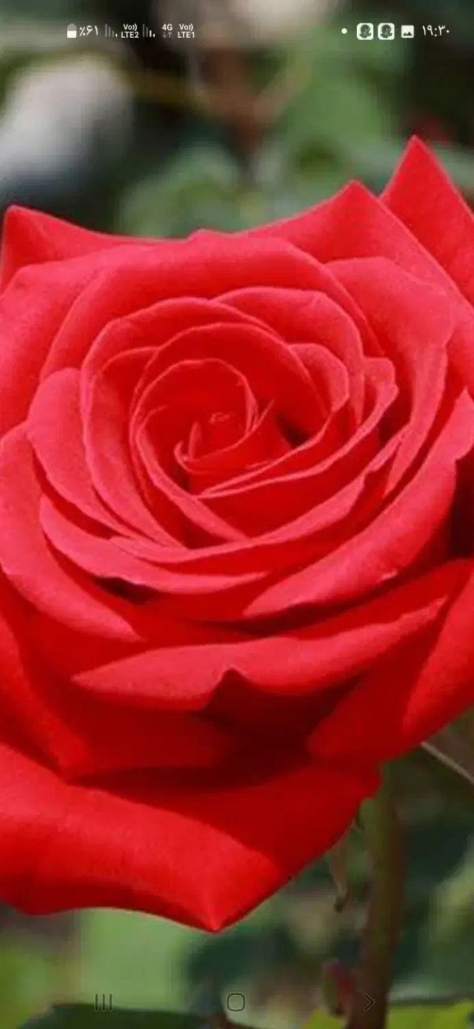 دیجی|خدمات پذیرایی، مراسم|فشاپویه, |دیوار