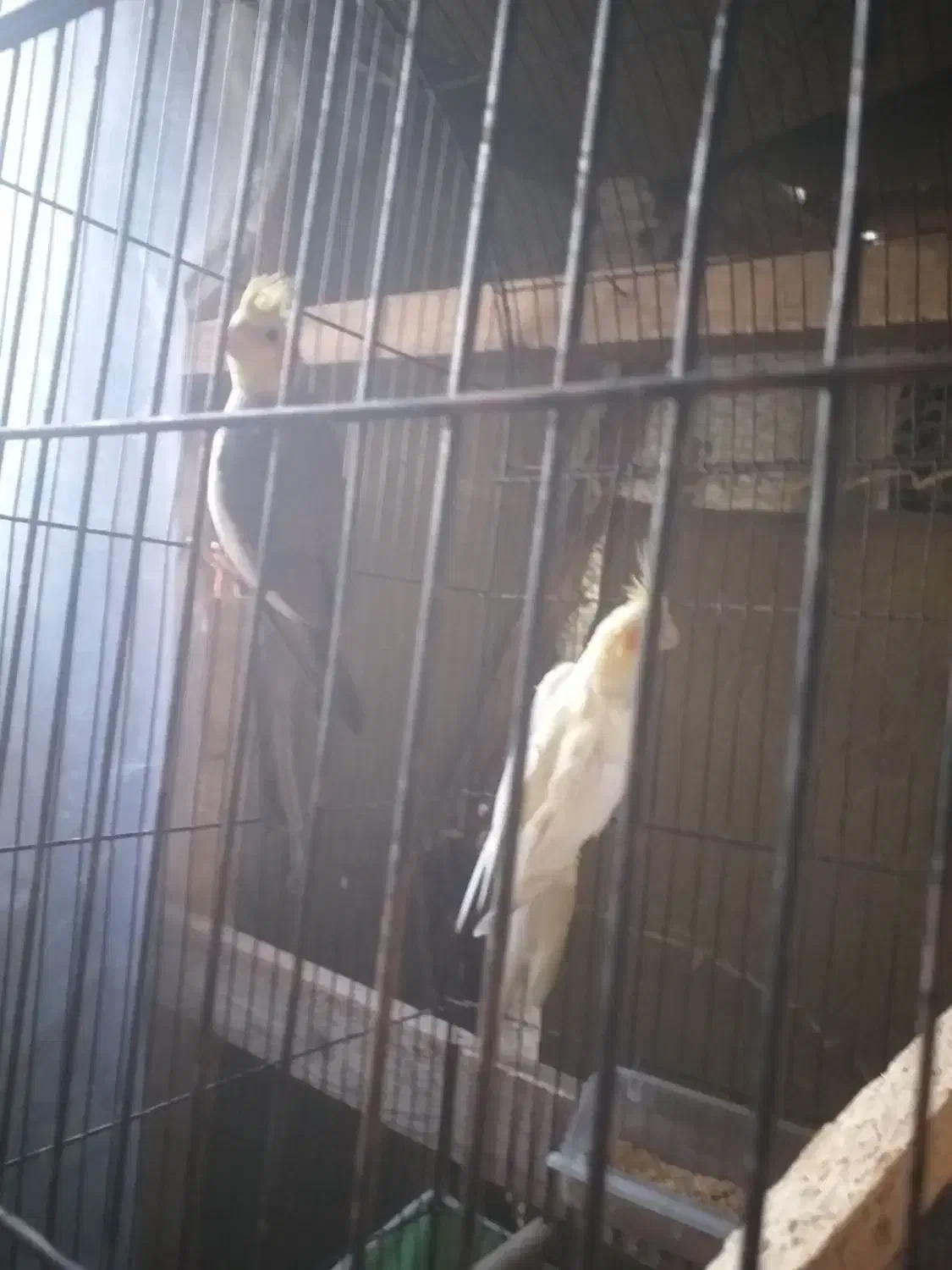 جفت عروس جفت رینبو اس|پرنده|لاهیجان, کوی استادان|دیوار