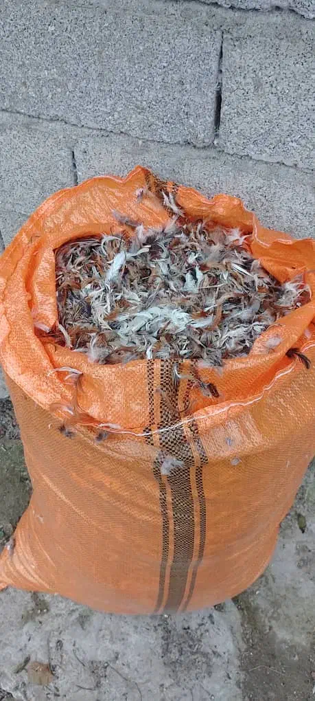 پر مرغ|حیوانات مزرعه|حویق, |دیوار