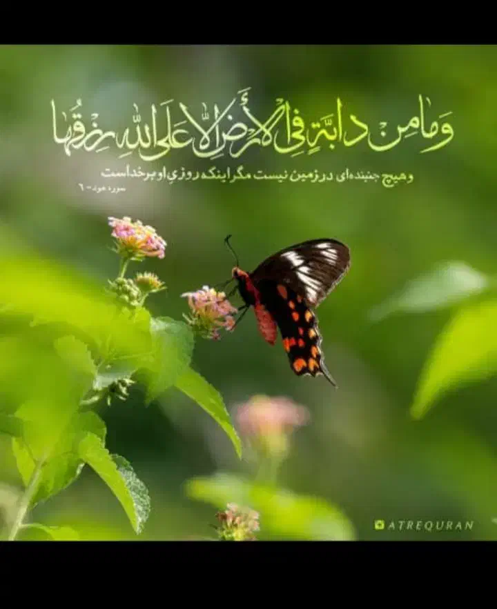 راهنمایی|فعالیت داوطلبانه تحقیقاتی|کرج, شاهین‌ویلا|دیوار