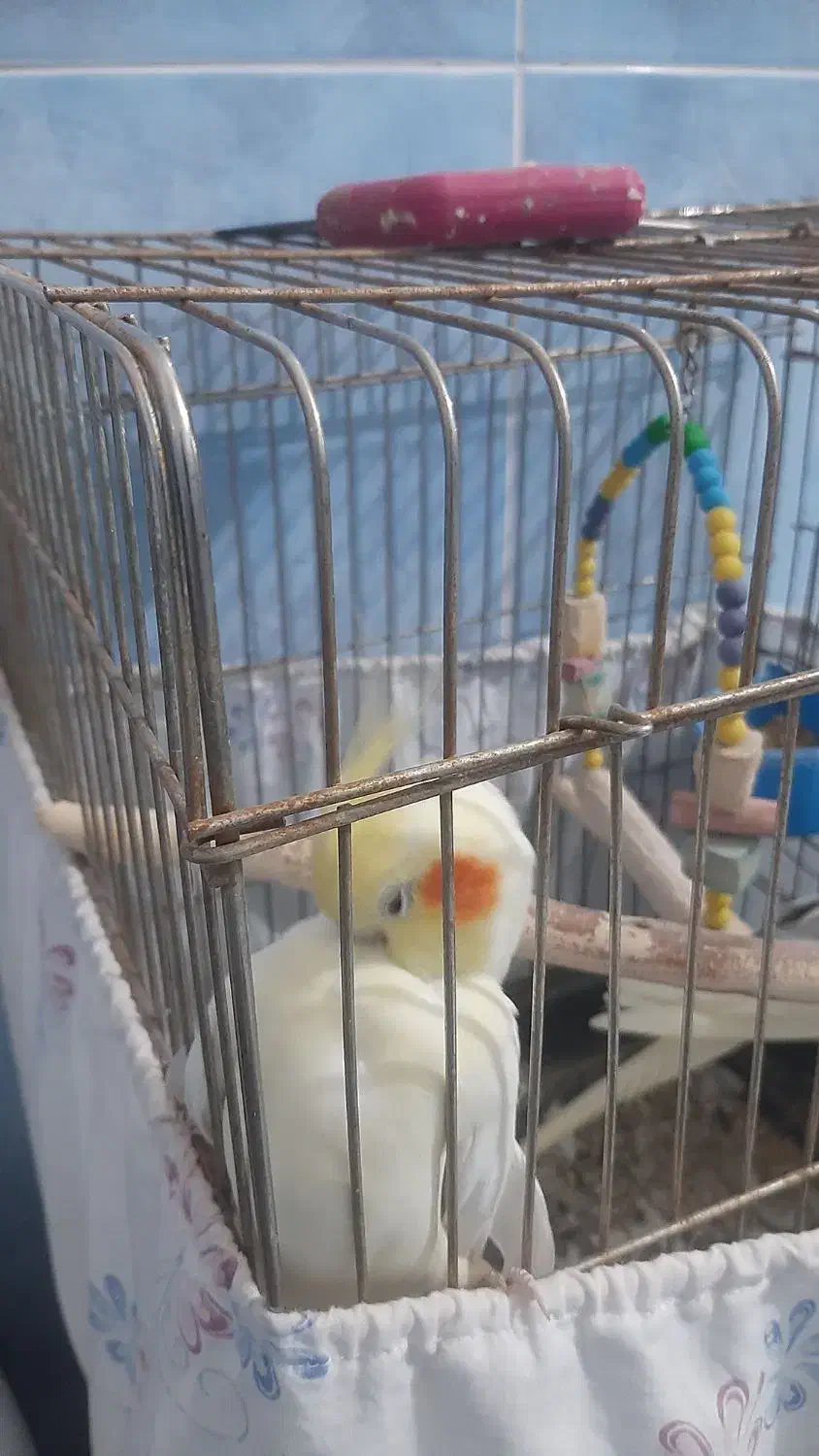 ۲تا عروس هلندی سخنگو|پرنده|تهران, قصر فیروزه ۲|دیوار