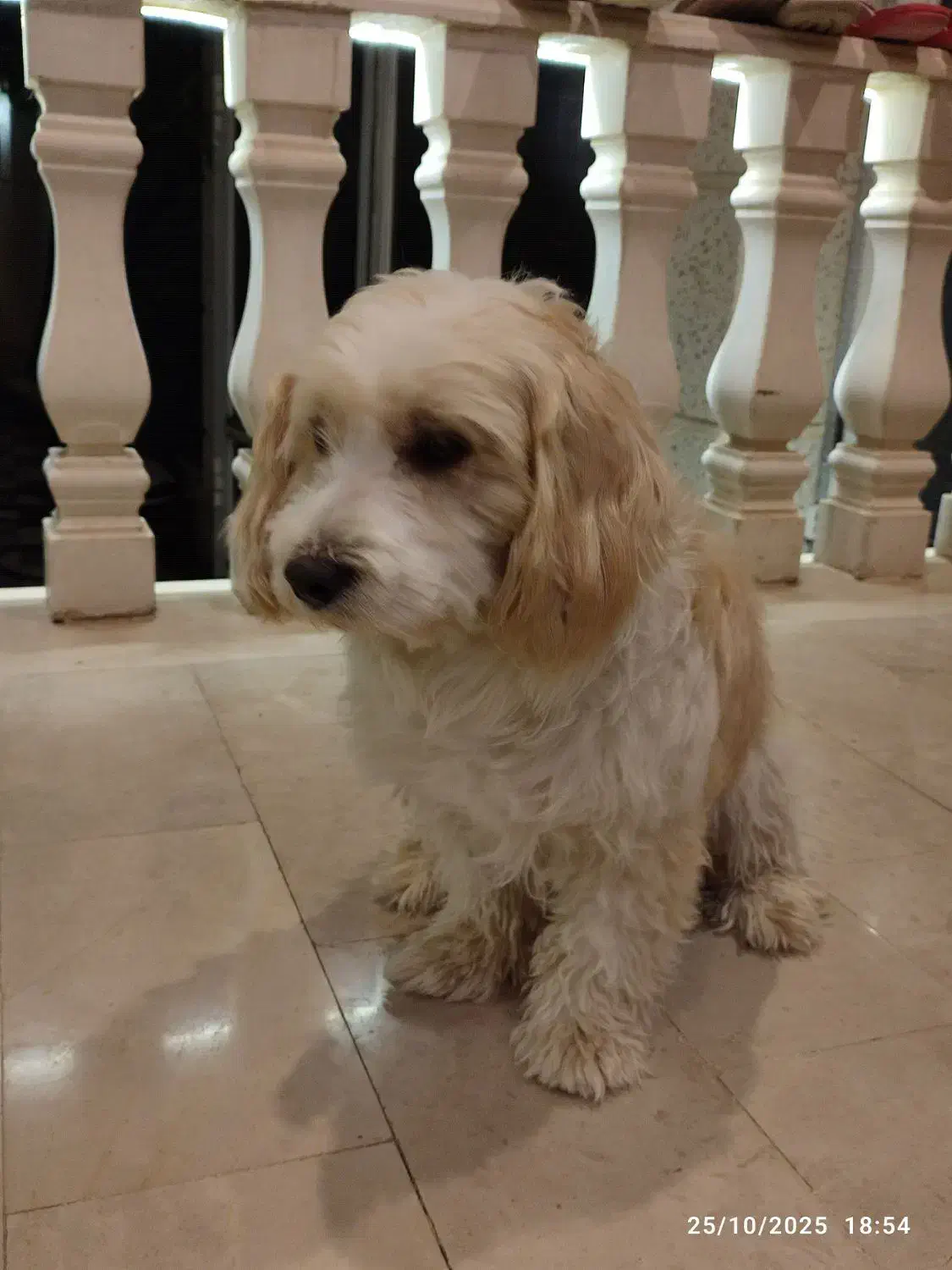 سگ شیتزو نر|سگ|رودهن, |دیوار