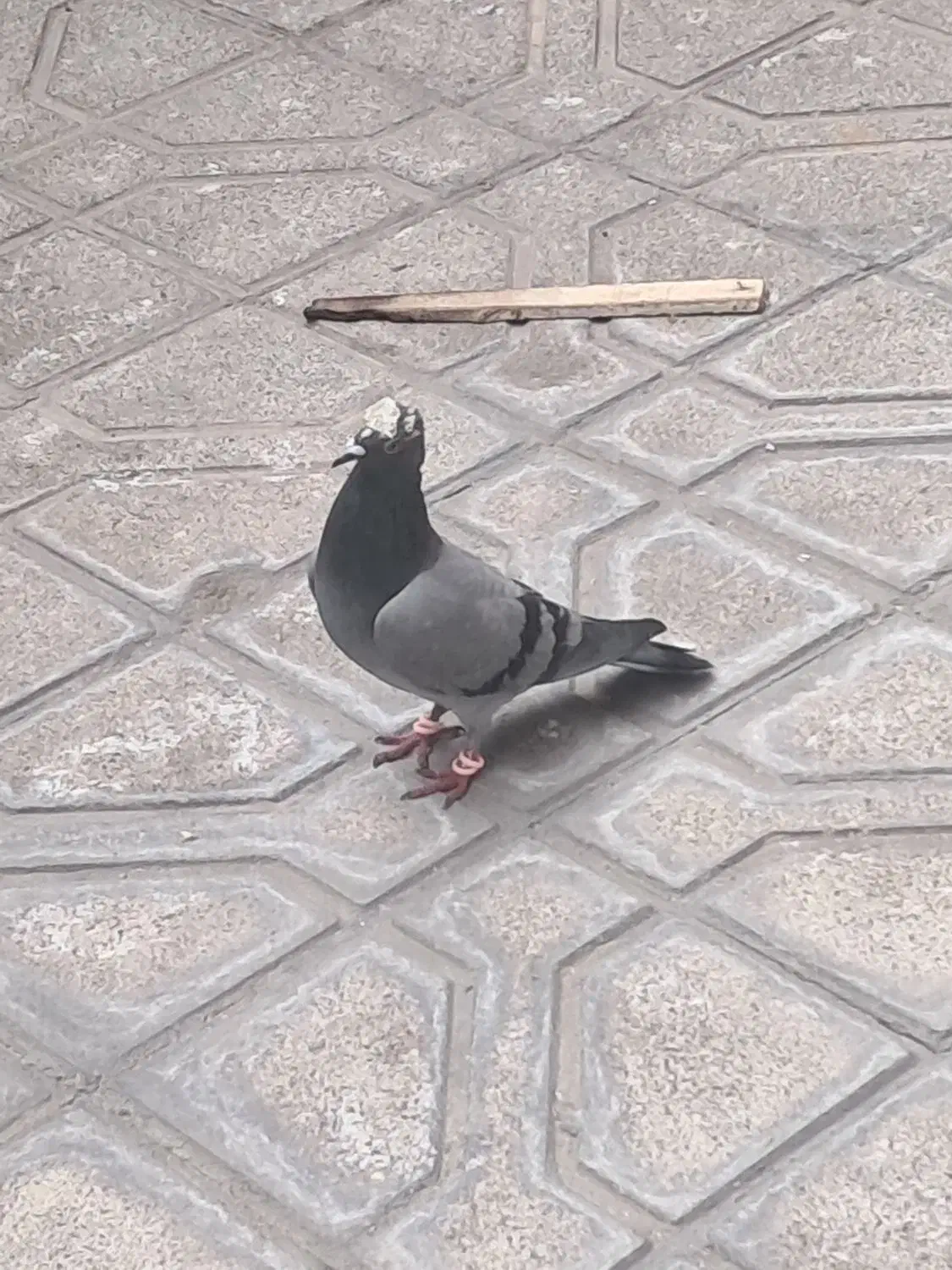 کبوتر|پرنده|مشهد, یوسفیه (شهرک غرب)|دیوار