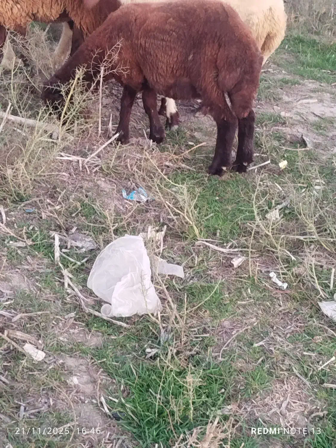 بره ماده افشار|حیوانات مزرعه|بندر ترکمن, |دیوار