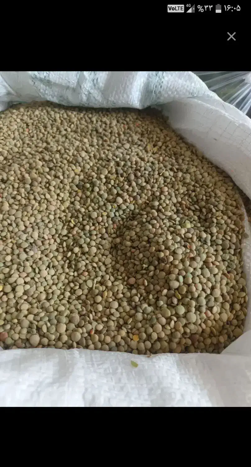 عدس دیم قوچان،پاک شده وزودجوش باکیفیت عالی|خوردنی و آشامیدنی|مشهد, امیریه|دیوار