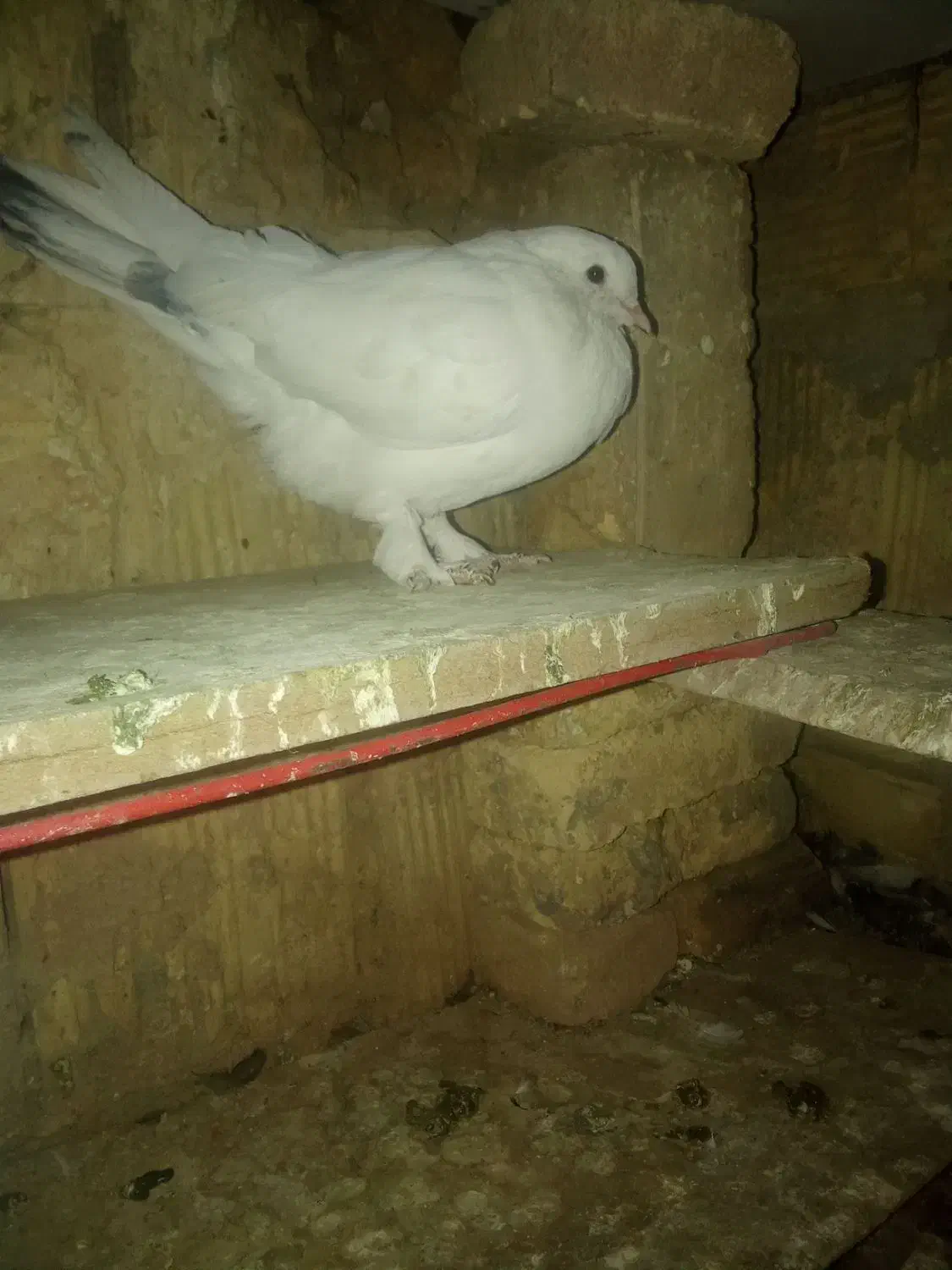 سفید پاپر|پرنده|فارسان, |دیوار