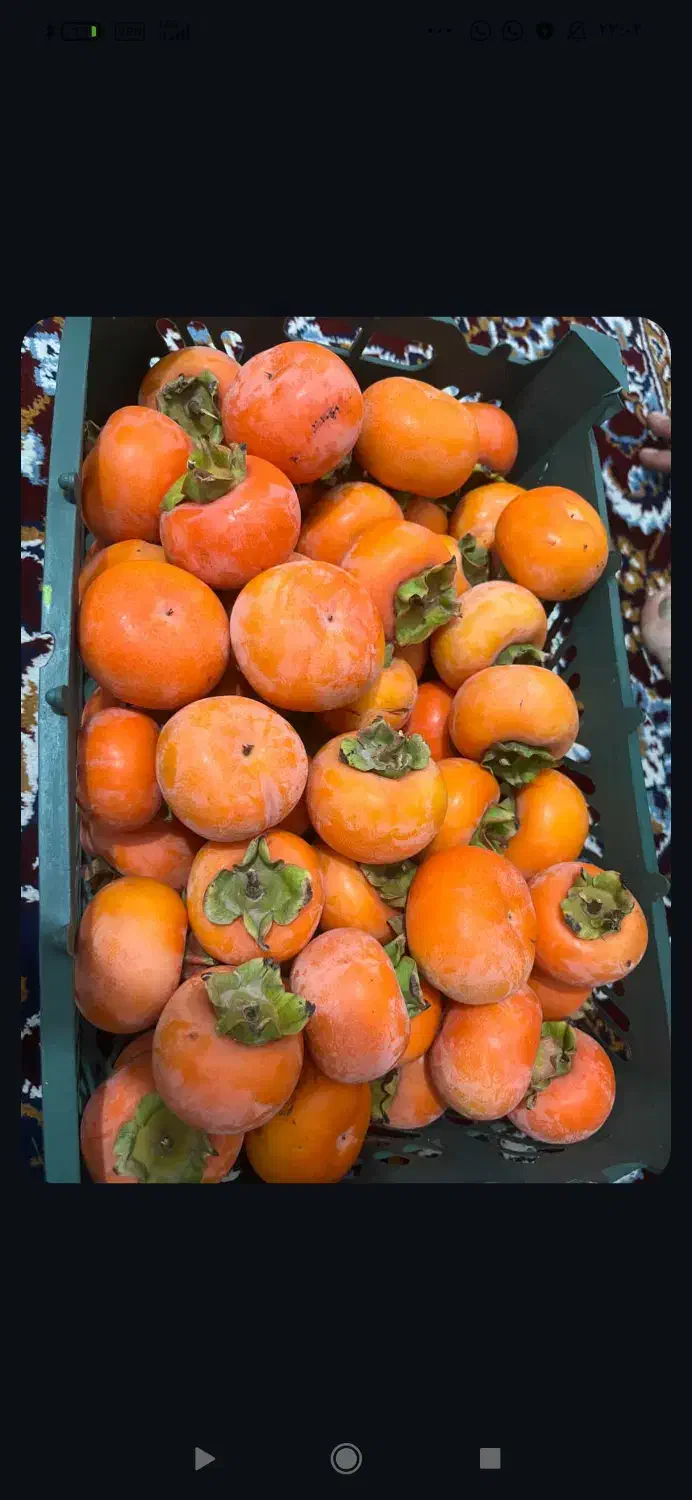 فروش خرمالو|عمده‌فروشی|تبریز, |دیوار