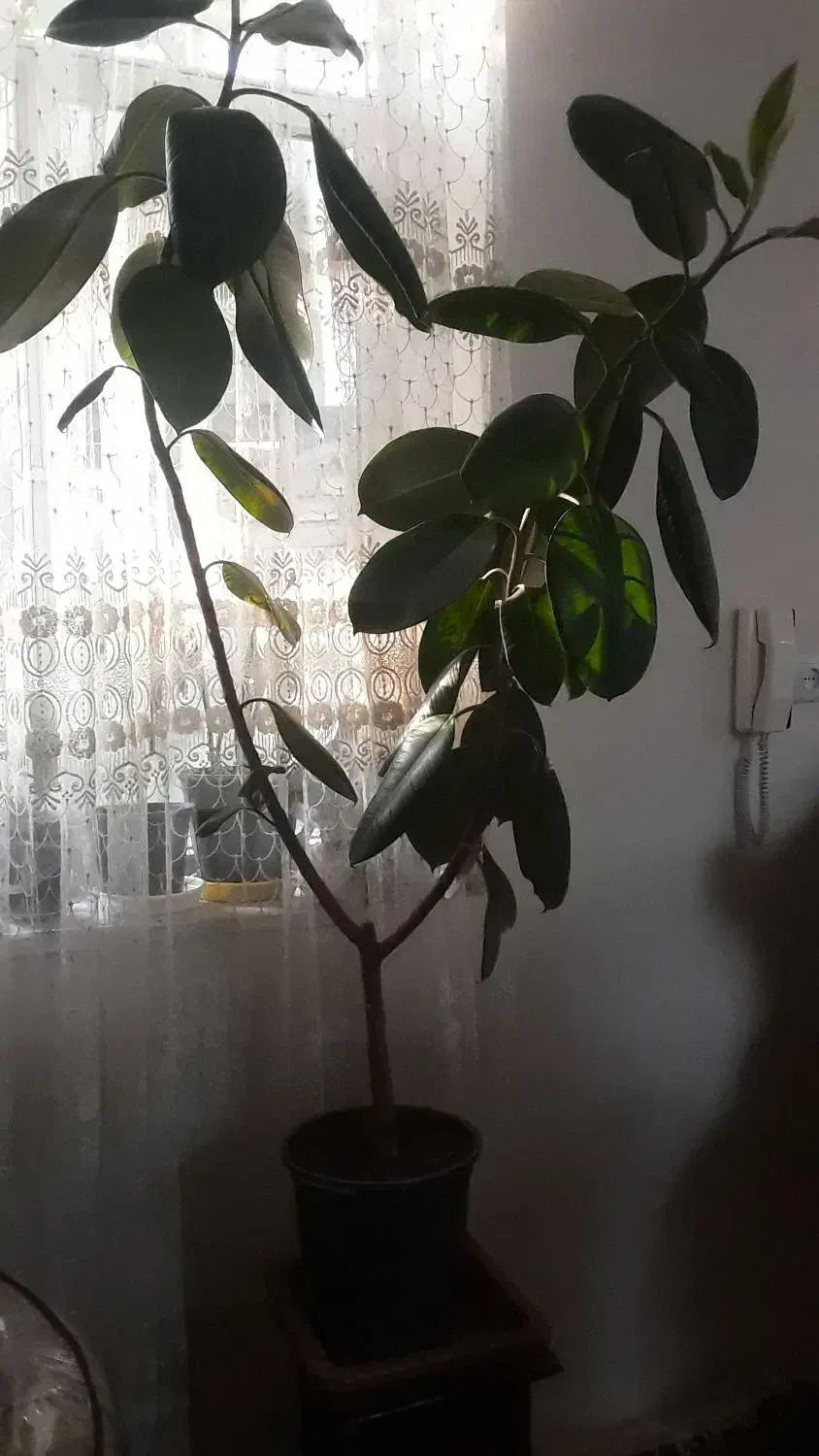 گل فیکوس|گل و گیاه طبیعی|ارومیه, |دیوار