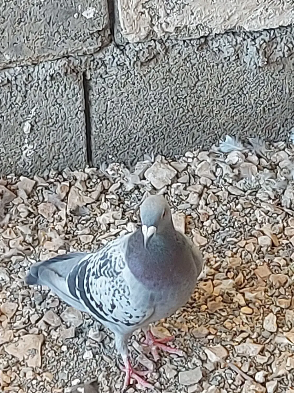 کبوترپلاکی اصیل|پرنده|گچی, |دیوار