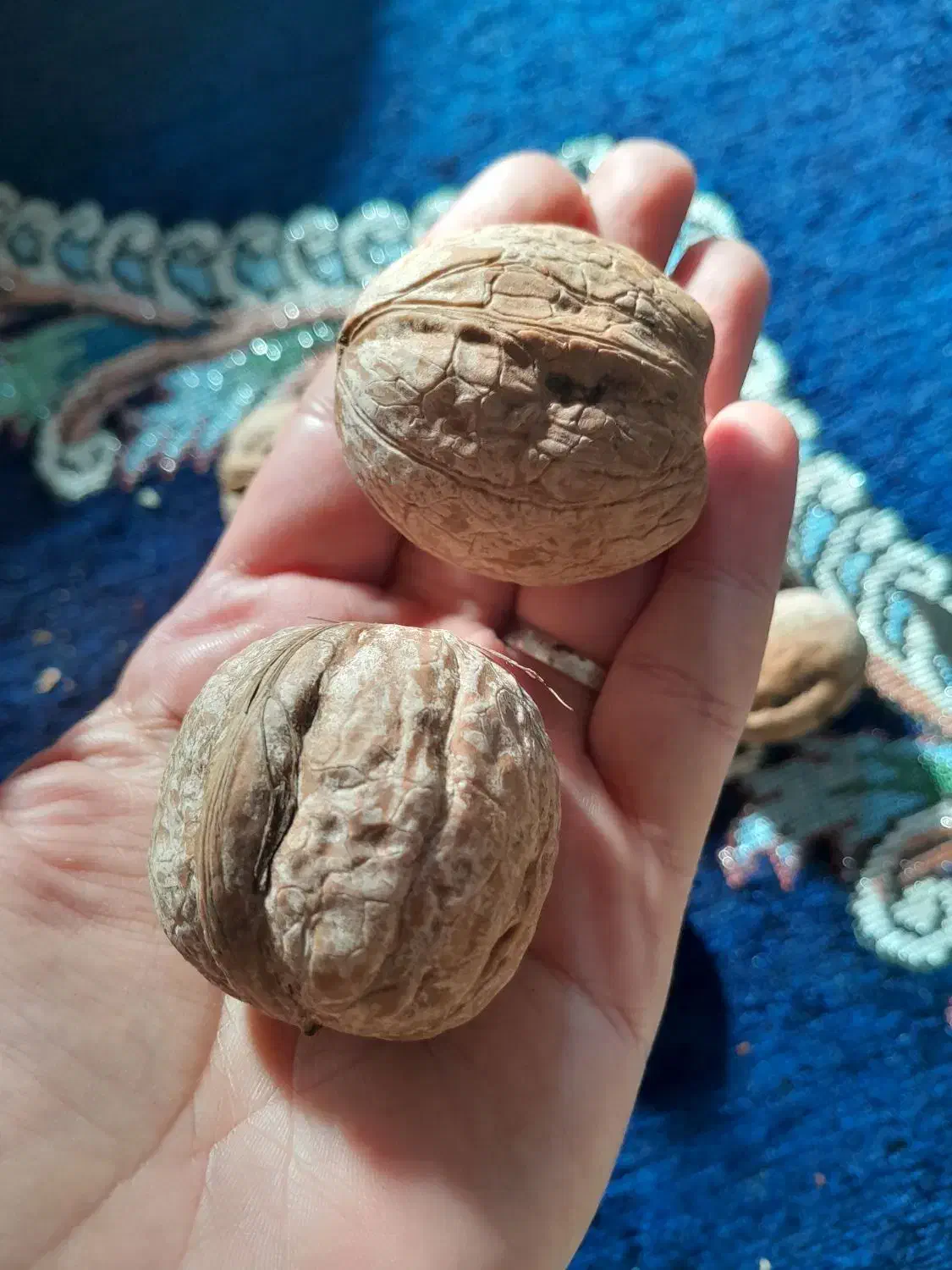 گردومغزپر|حراج|نهاوند, |دیوار