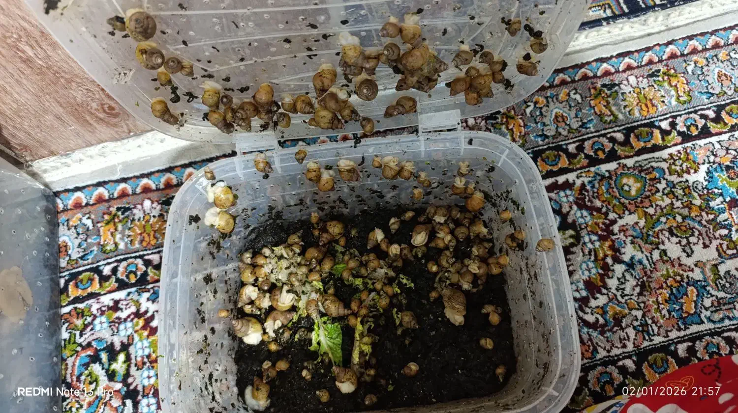 حلزون|خزنده|کرمانشاه, |دیوار