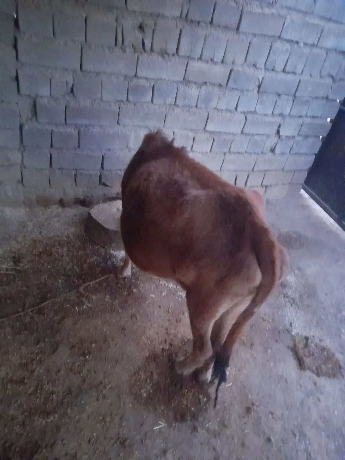 گاومحلی.ابستن|حیوانات مزرعه|شاهیوند, |دیوار