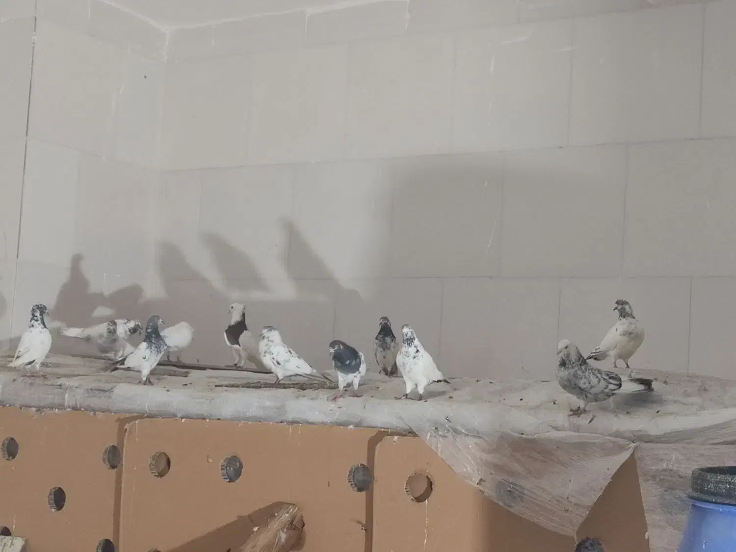 کبوتر کله دم سبز|پرنده|دهق, |دیوار