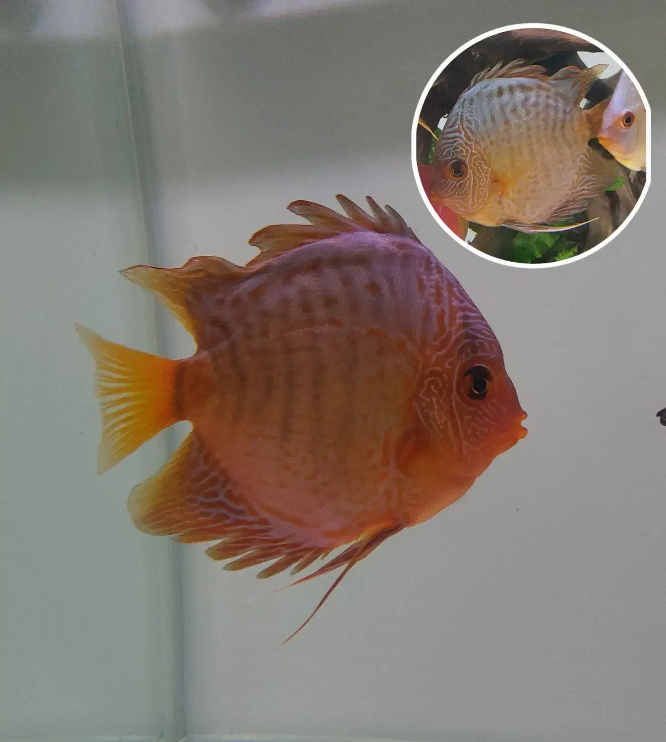 واگذاری گله ۶ تایی دیسکس|ماهی|مشهد, ایوان|دیوار