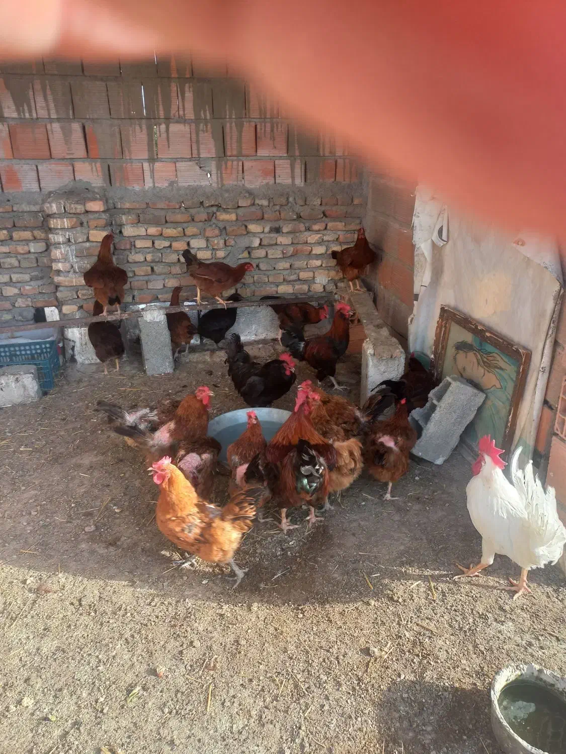تعدادی مرغ و خروس و جوجه محلی|حیوانات مزرعه|گرگان, |دیوار