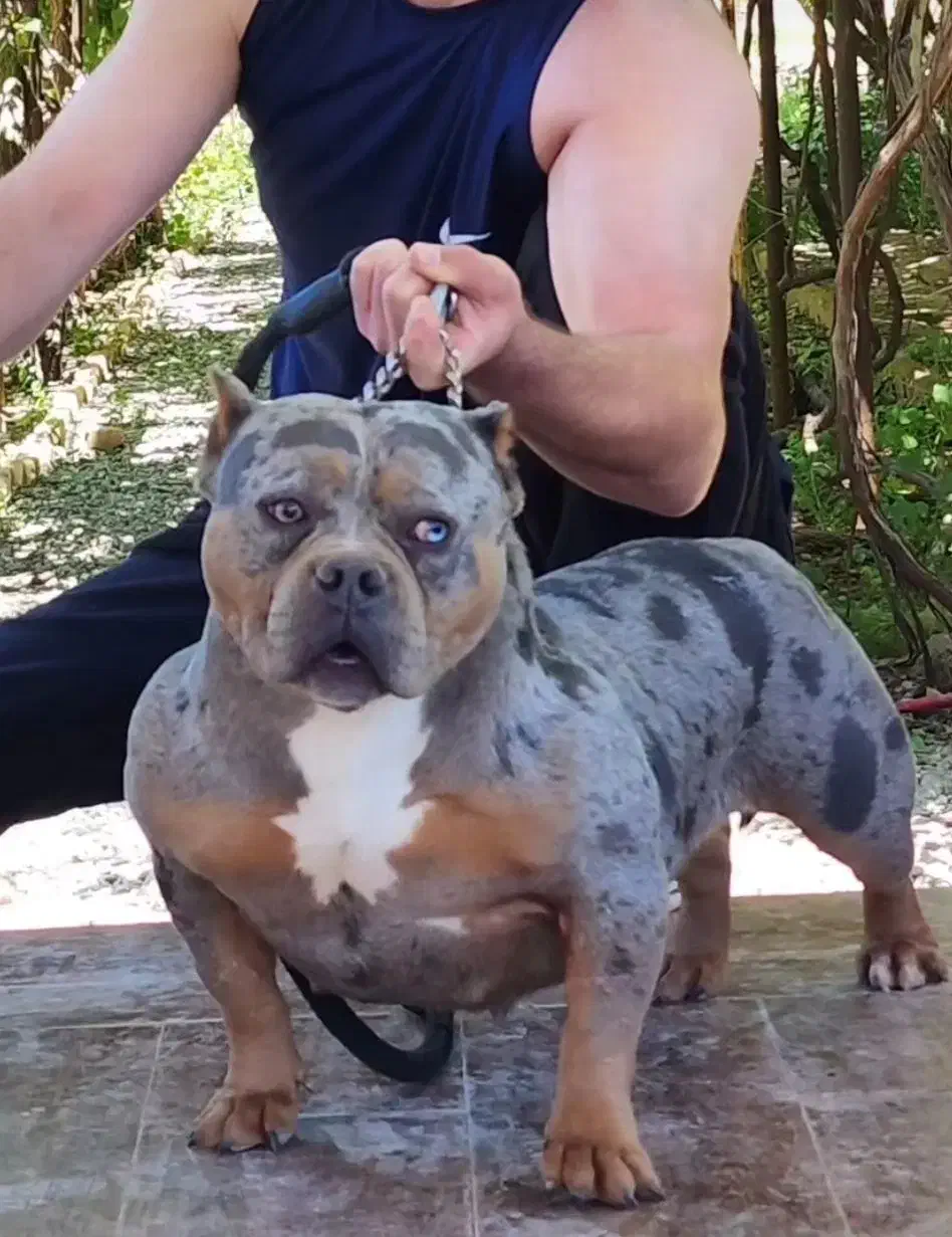 آمریک بولی|سگ|بومهن, |دیوار