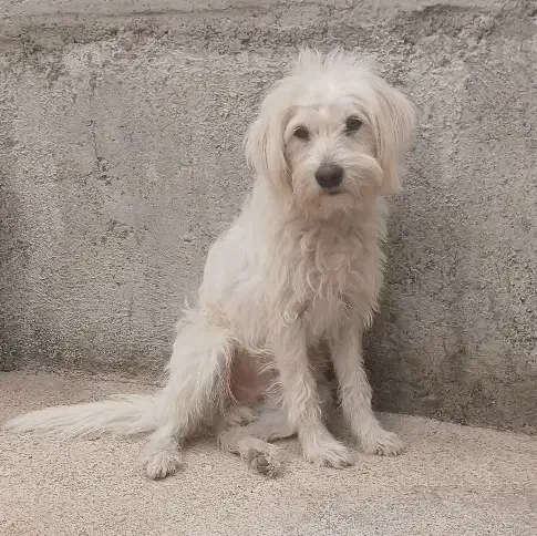 واگذاری سگ میکس شیتزو|سگ|ارومیه, |دیوار