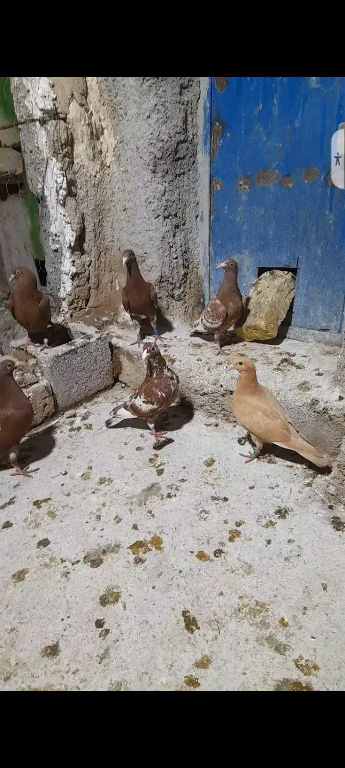 کبوتر میولمنز|پرنده|داراب, |دیوار