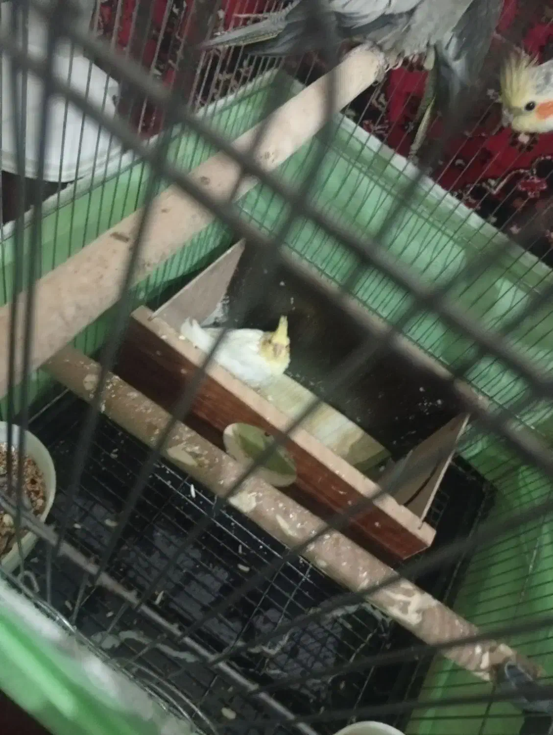 عروس هلندی  دستی|پرنده|همدان, |دیوار