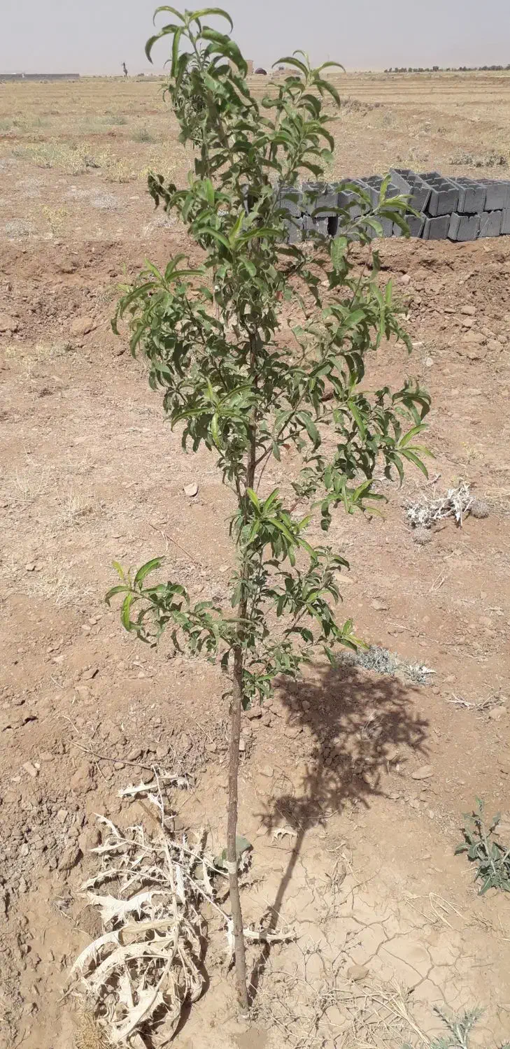 نهال ۳ ساله|خدمات باغبانی و درختکاری|خمین, |دیوار