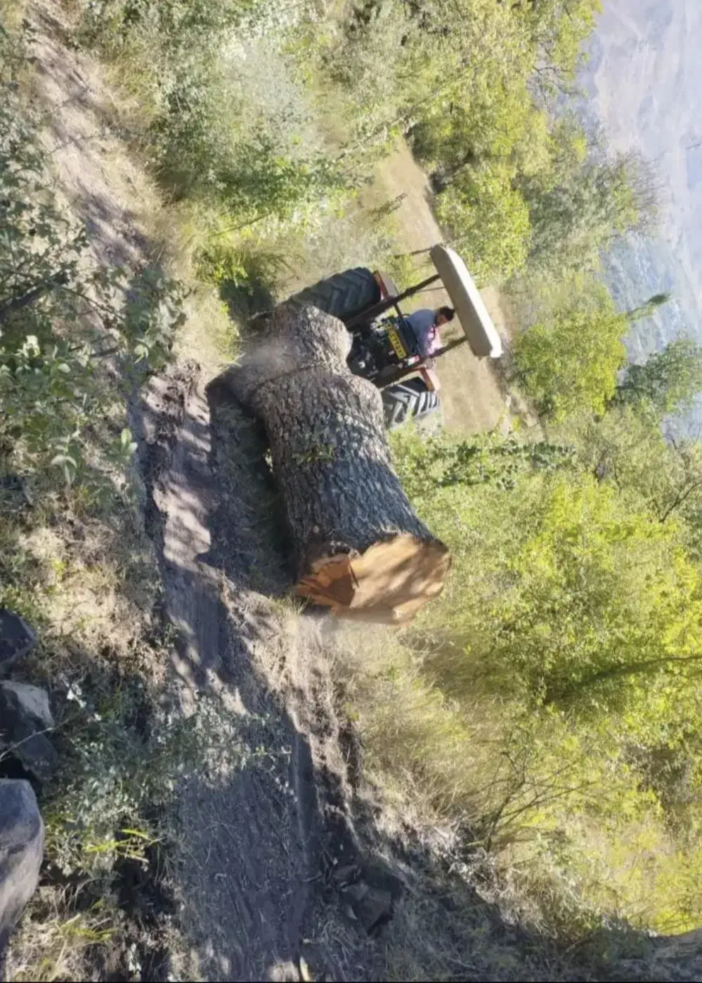 حرص و تیمار درختان به صورت علمی و خرید چوب|خدمات باغبانی و درختکاری|کمیجان, |دیوار