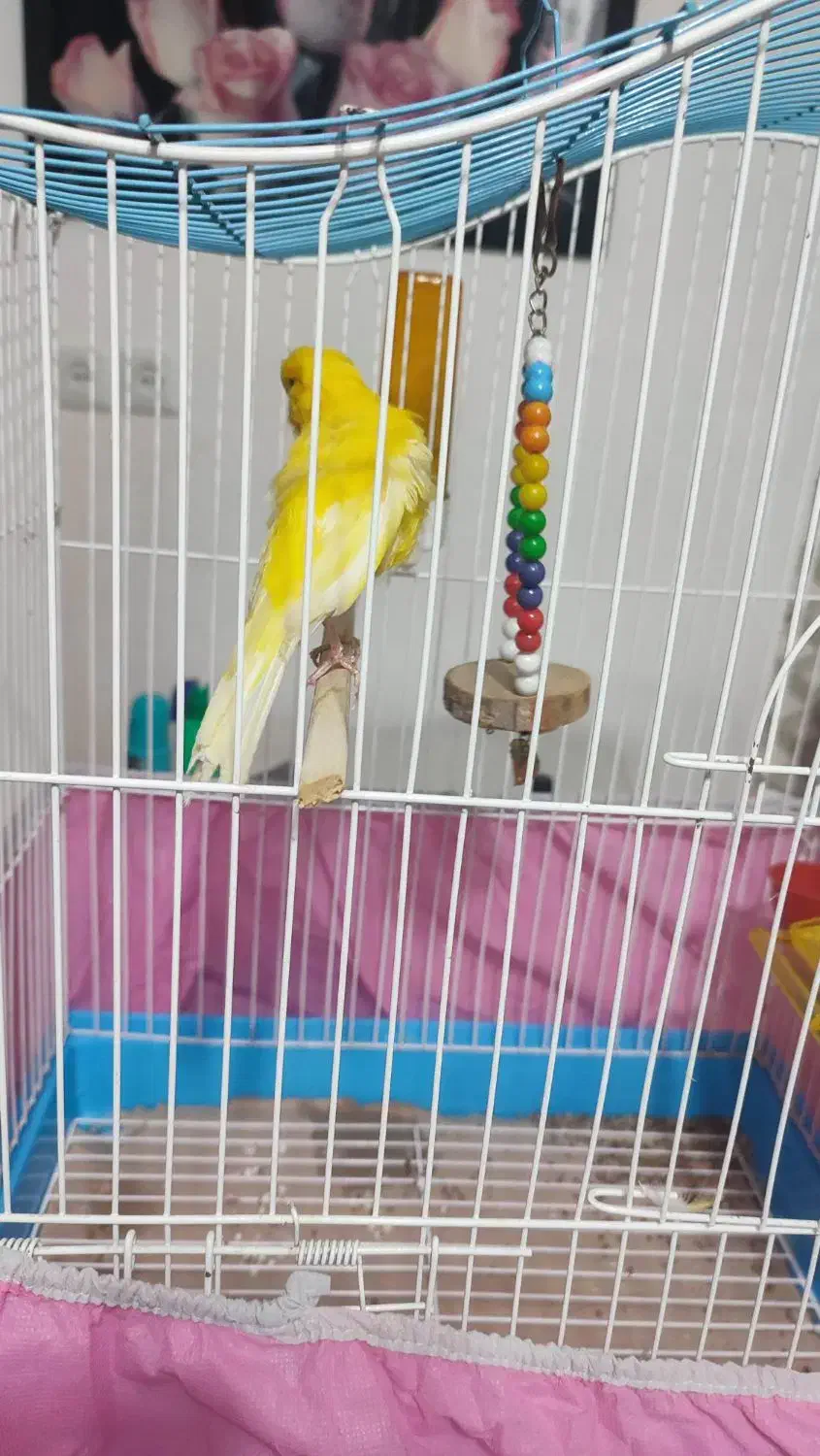 قناری نر|پرنده|صومعه‌سرا, |دیوار