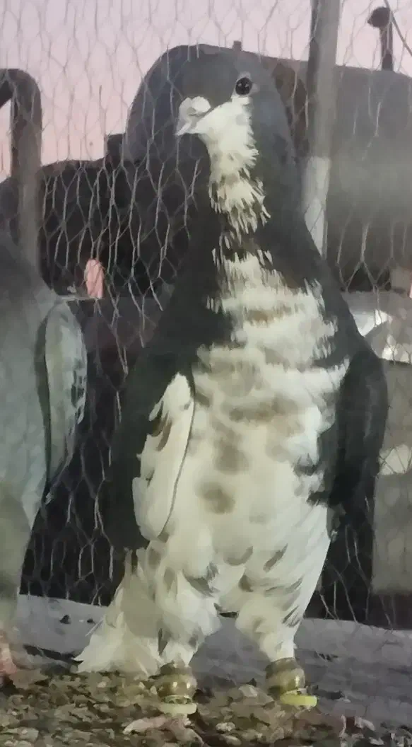 شهری گل دار  وطوقی|پرنده|شیراز, کاراندیش|دیوار