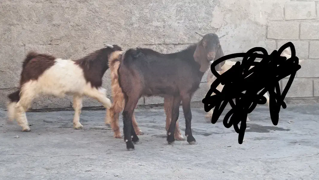 بز کهره|حیوانات مزرعه|بندر ماهشهر, |دیوار