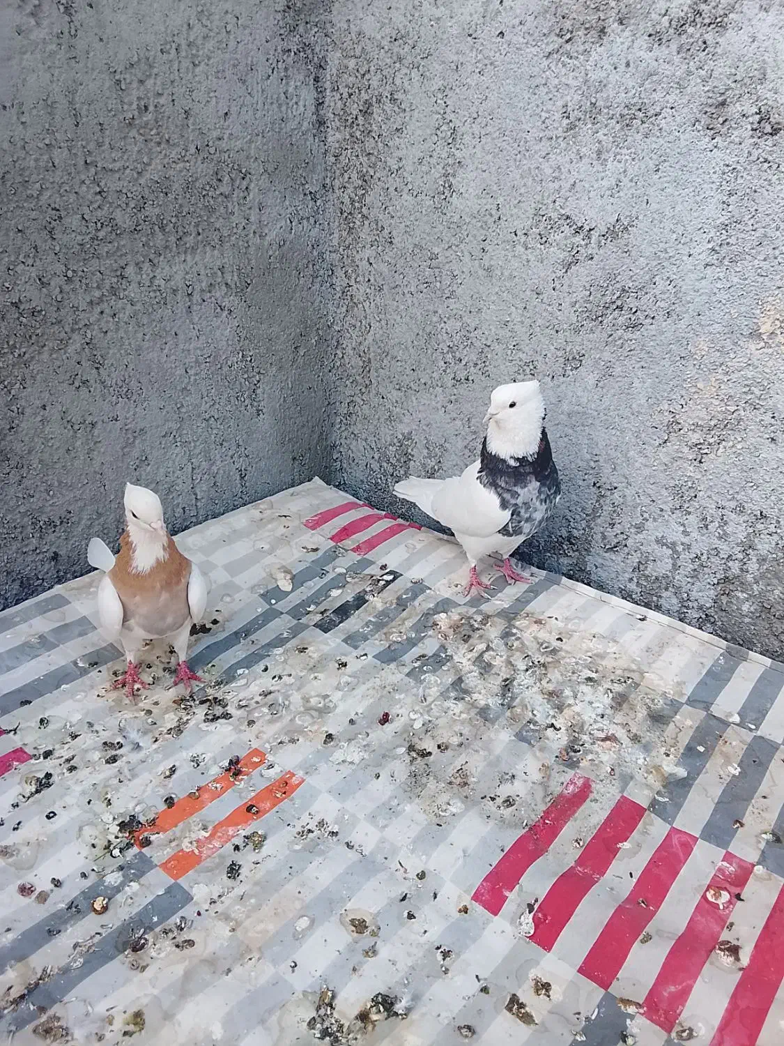 یک جفت طوقی هفت رنگ و یک جفت کله سبز الماسی|پرنده|بردسکن, |دیوار