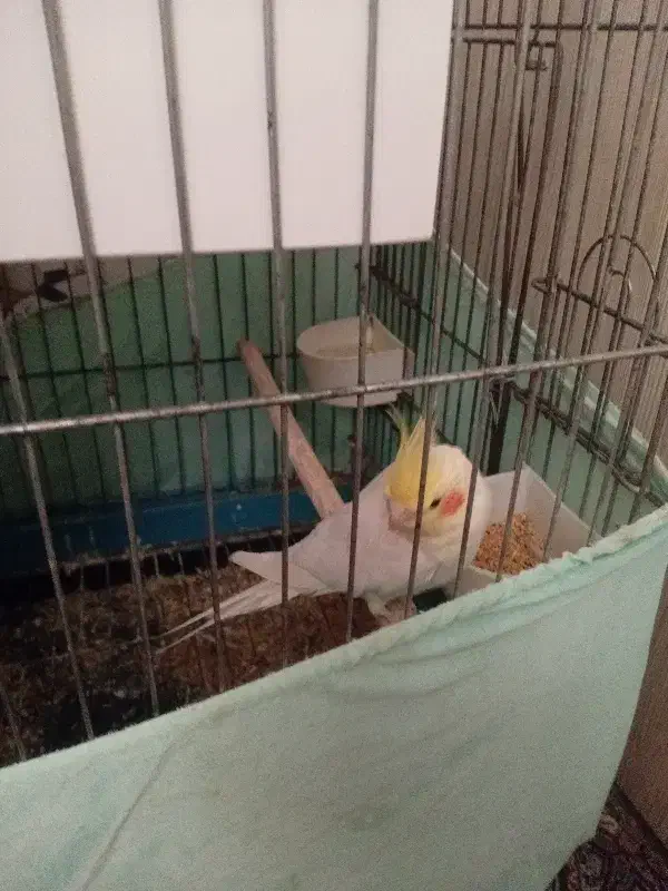 عروس هلندی سخنگو|پرنده|قلعه نو, |دیوار