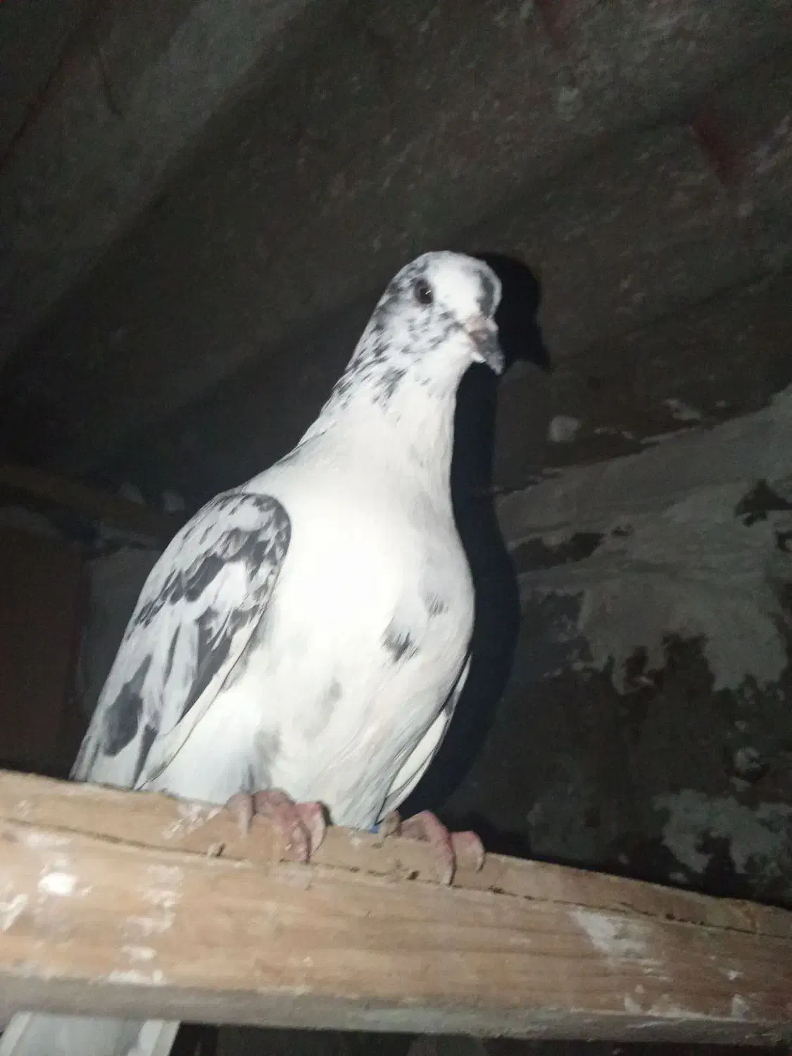 کبوتر|پرنده|رشت, منظریه|دیوار