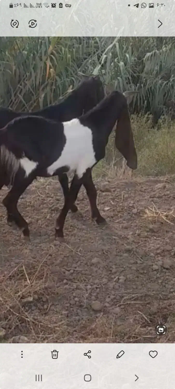 فروش نر بزغاله کاموری|حیوانات مزرعه|گنبد کاووس, |دیوار