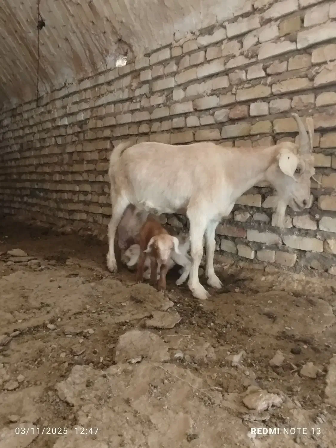 بز سیری سانن|حیوانات مزرعه|سده (خراسان جنوبی), |دیوار