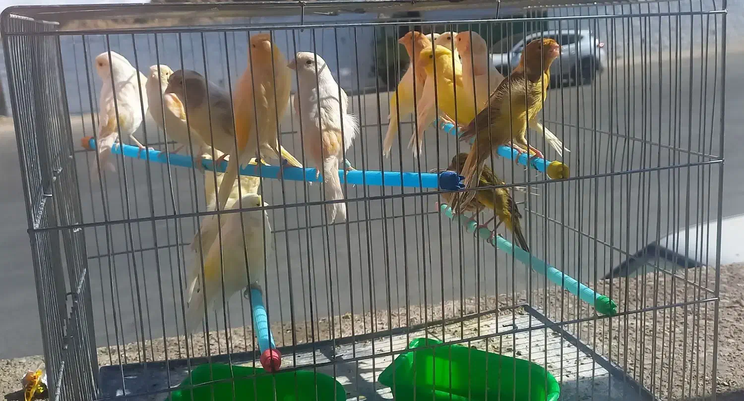 قناری بخون|پرنده|مسجد سلیمان, |دیوار