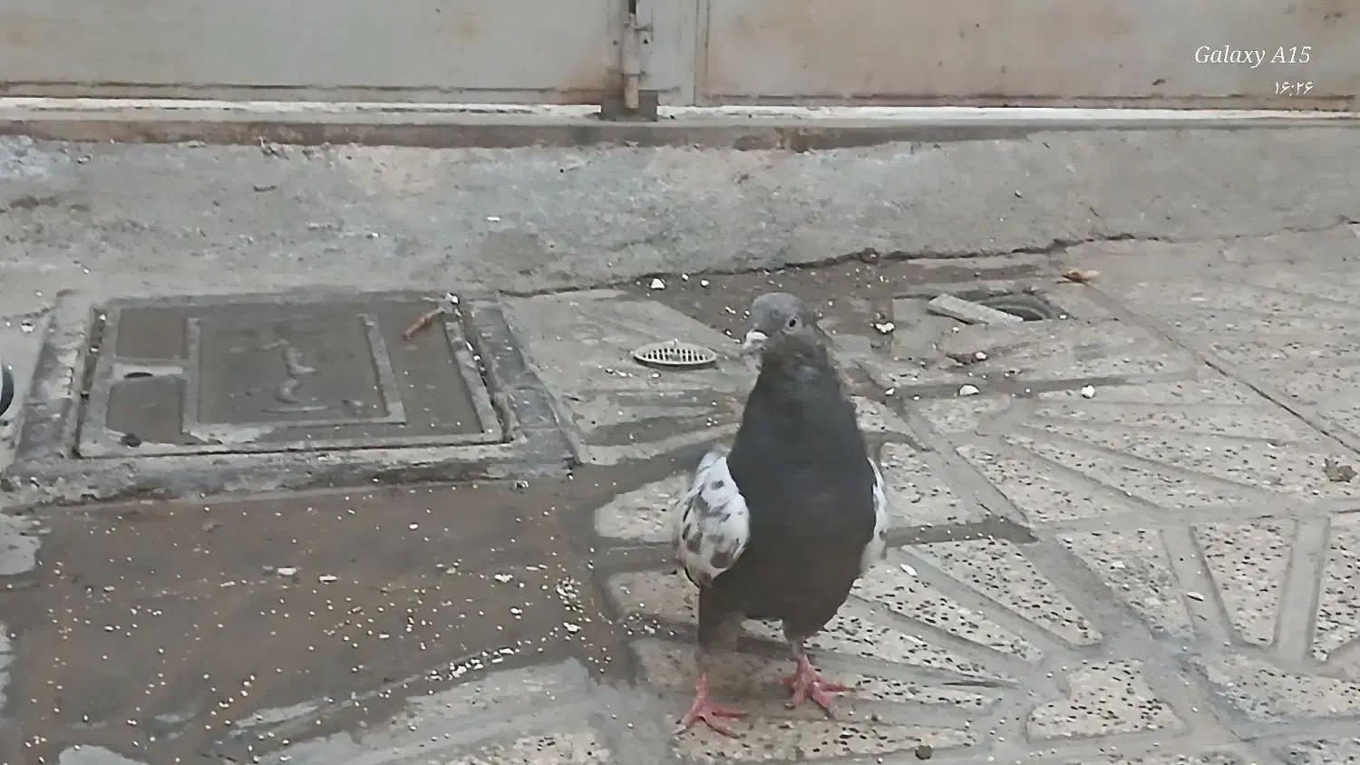 کبوتر سالم|پرنده|مشهد, شهید قربانی|دیوار