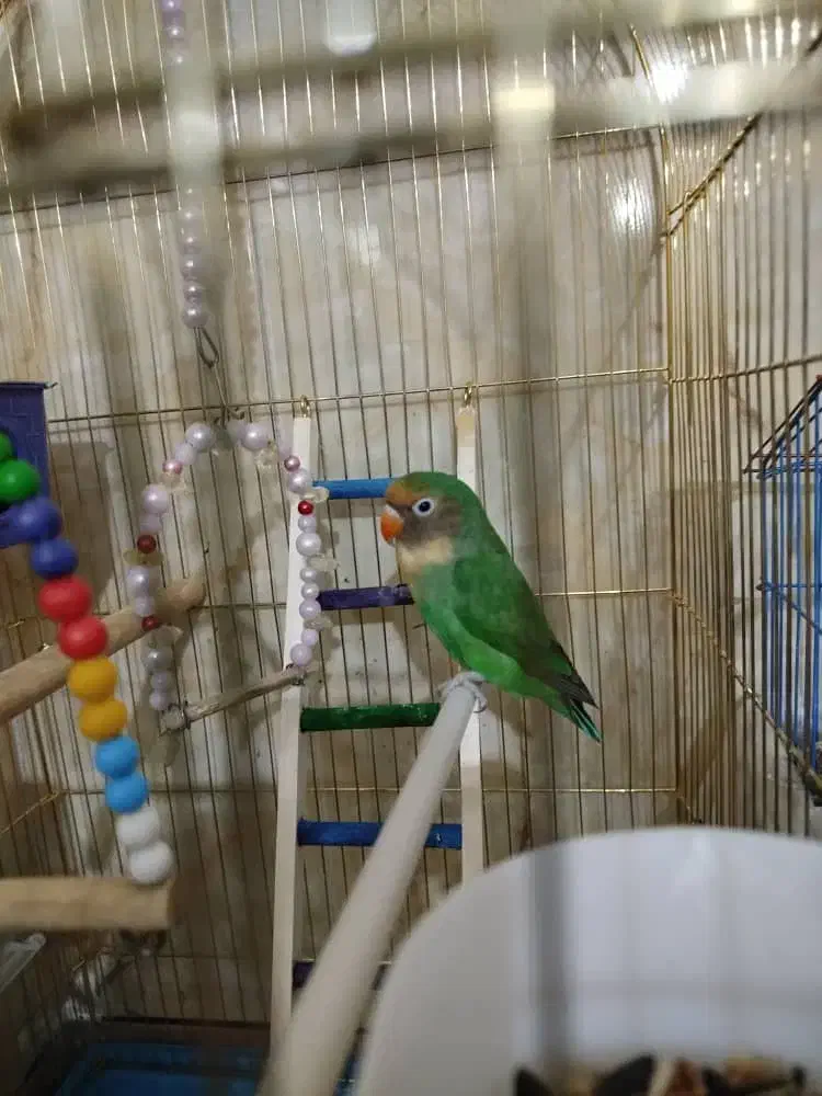 طوطی برزیلی|پرنده|امیدیه, |دیوار