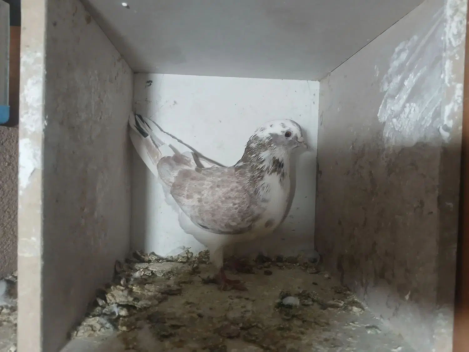 کبوتر نر|پرنده|شاهرود, |دیوار