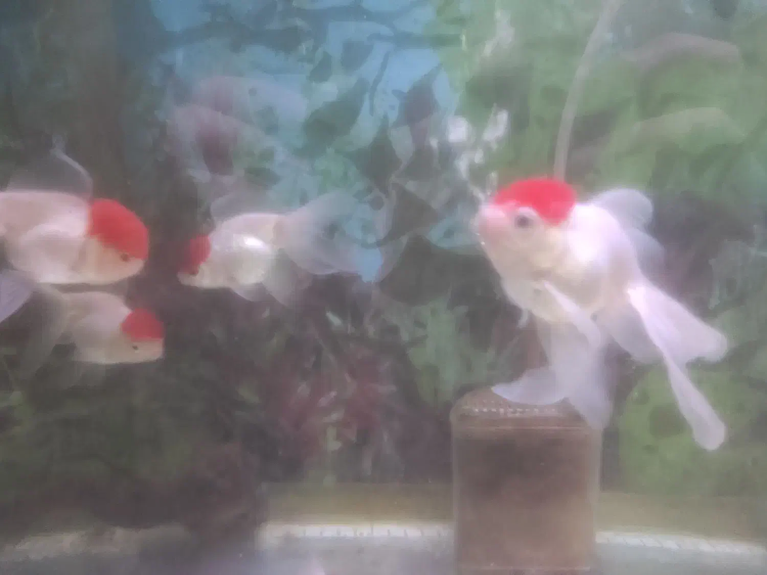 فروش انواع ماهی زینتی|ماهی|شاهینشهر, فردوسی|دیوار