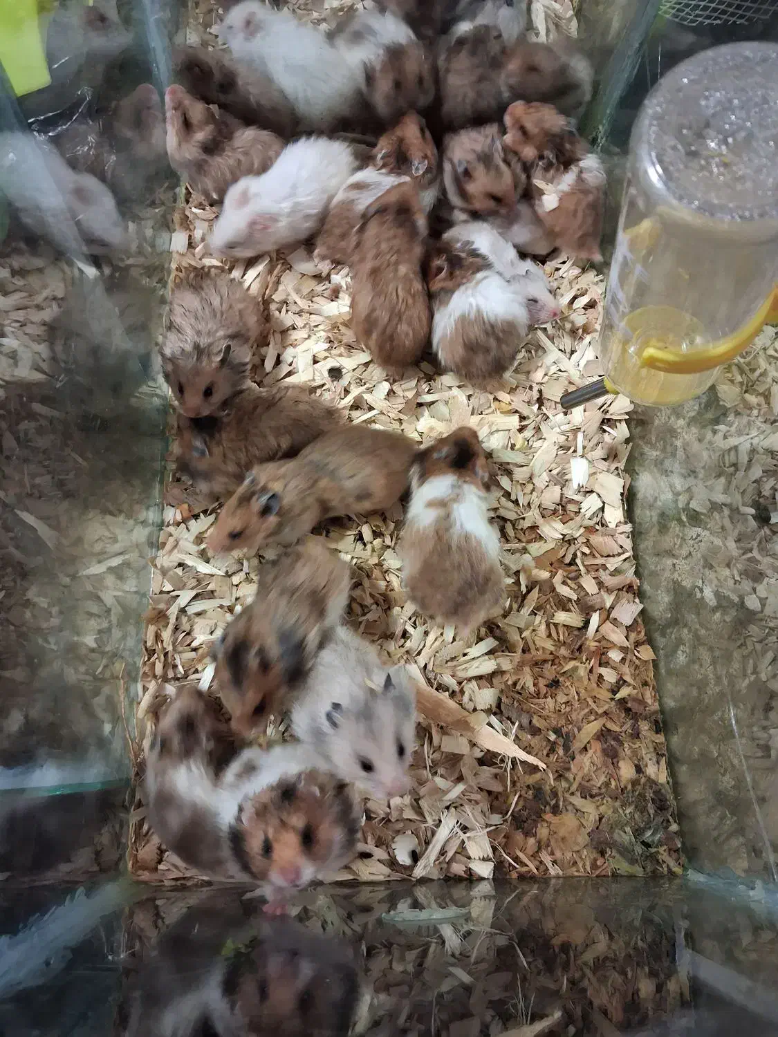 بچه همستر نر و ماده|موش و خرگوش|سبزوار, جوادیه شرقی|دیوار