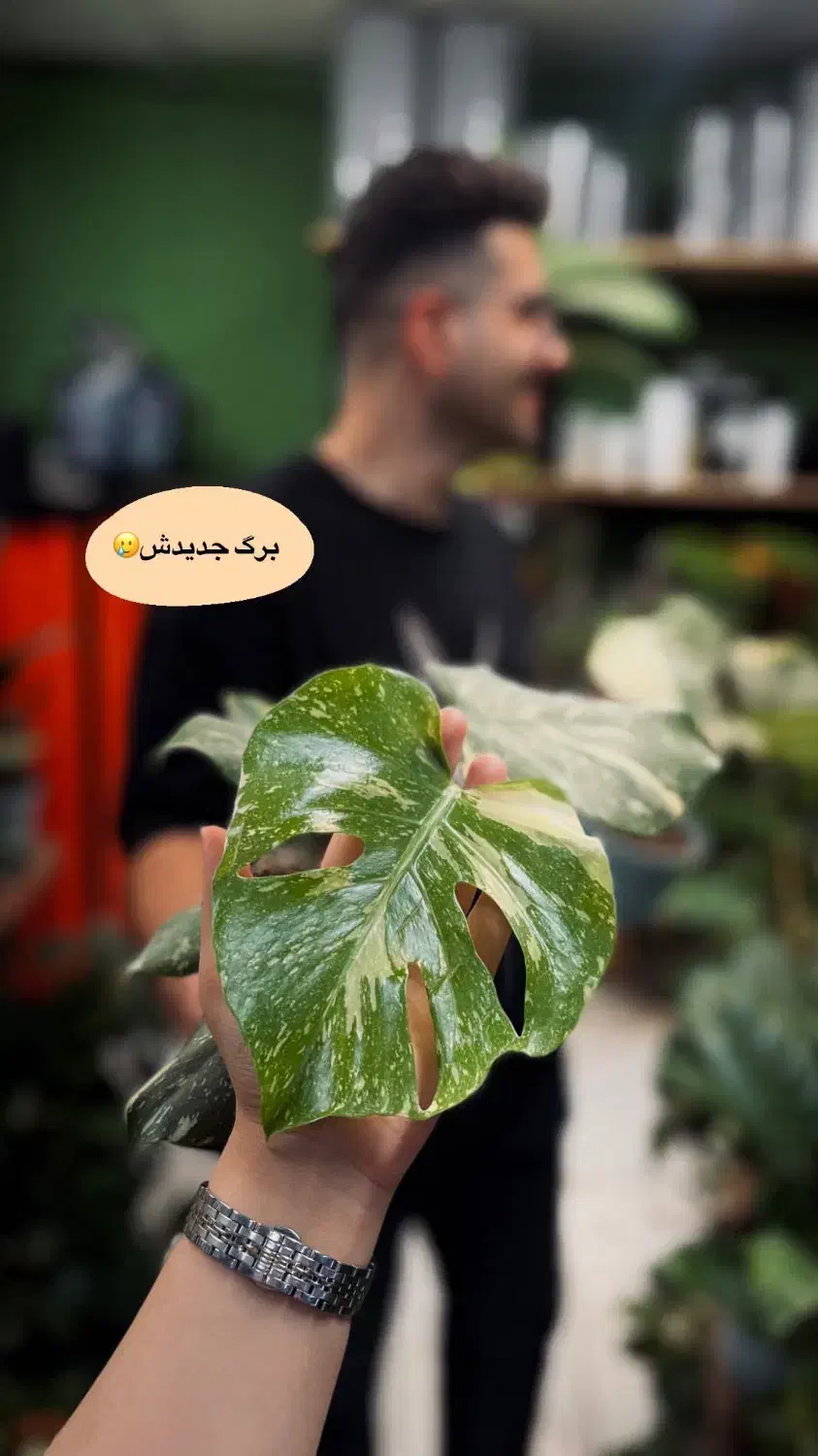 برگ انجیری منسترا تای|گل و گیاه طبیعی|اهواز, کوی سعدی|دیوار