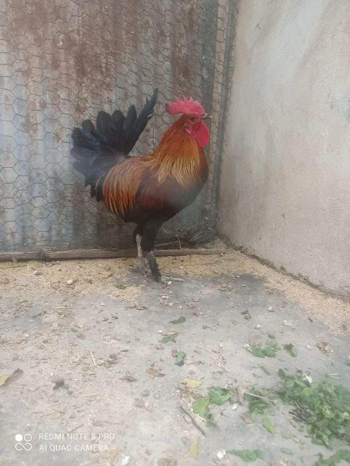 خروس محلی جوان دیلگونی پاپر|حیوانات مزرعه|دهدشت, |دیوار