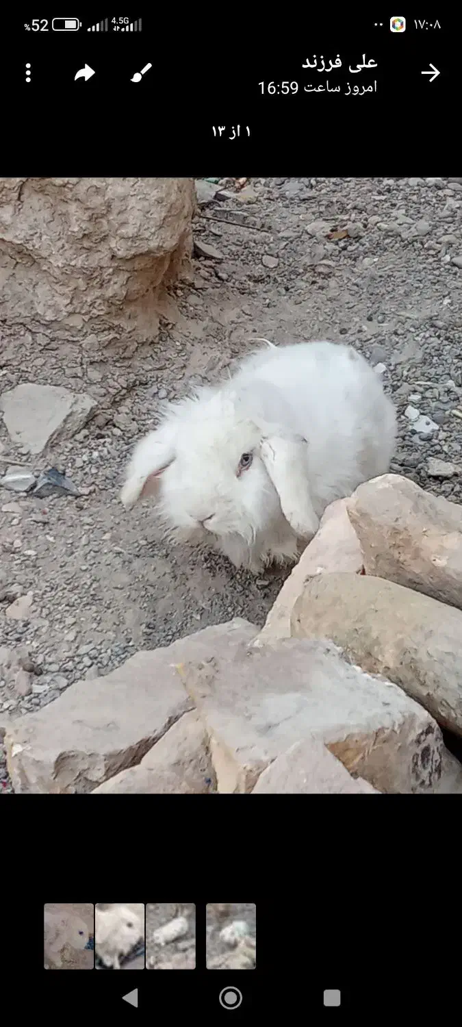 خرگوش لوپ|موش و خرگوش|زابل, |دیوار