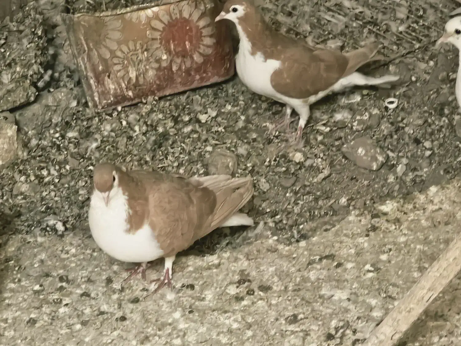 ساده جوجه تک پر|پرنده|مه ولات, |دیوار