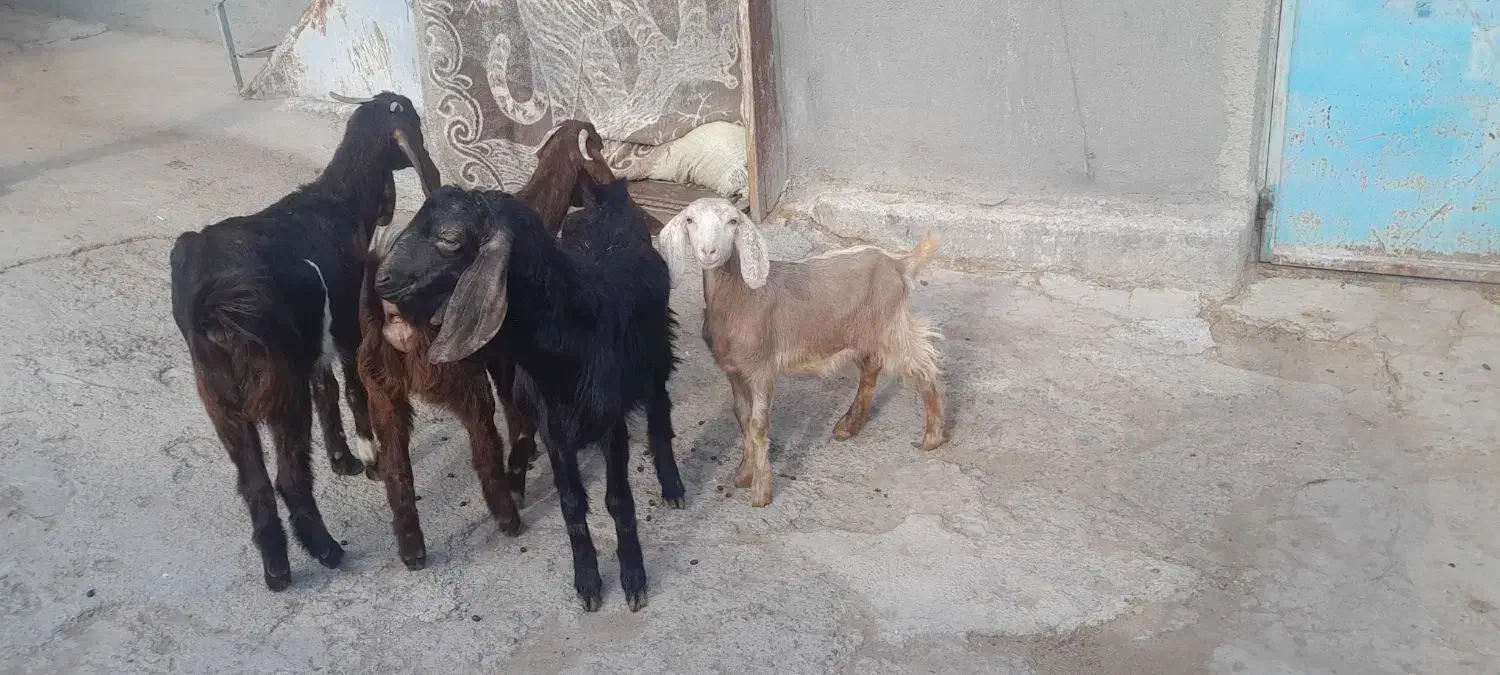 آهو|حیوانات مزرعه|سراب, |دیوار