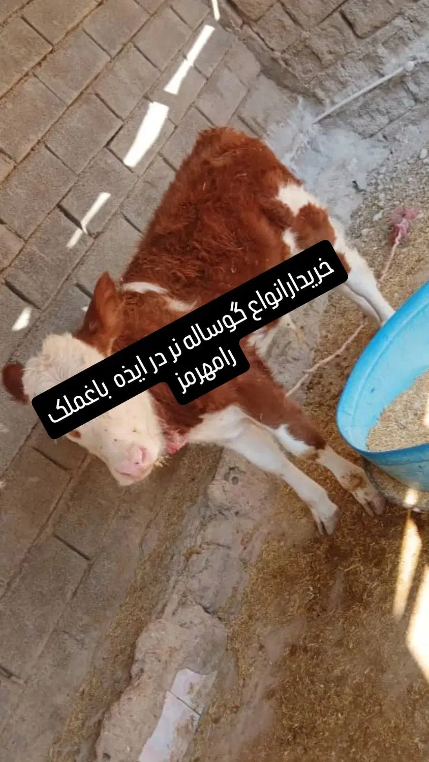 گوساله نر|حیوانات مزرعه|ایذه, |دیوار