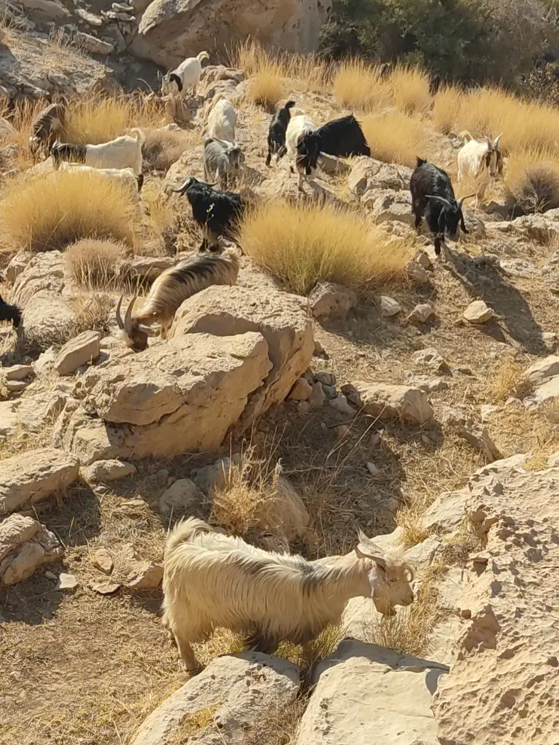 کهره سرحال چاق|حیوانات مزرعه|بهبهان, |دیوار