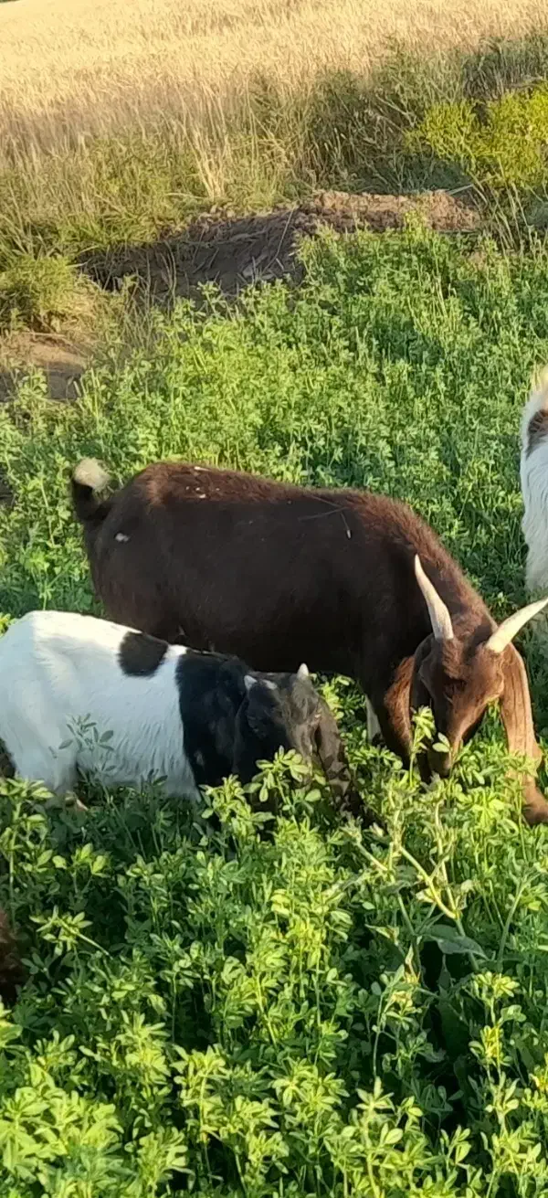 بز خارجی|حیوانات مزرعه|اسلام آباد, |دیوار