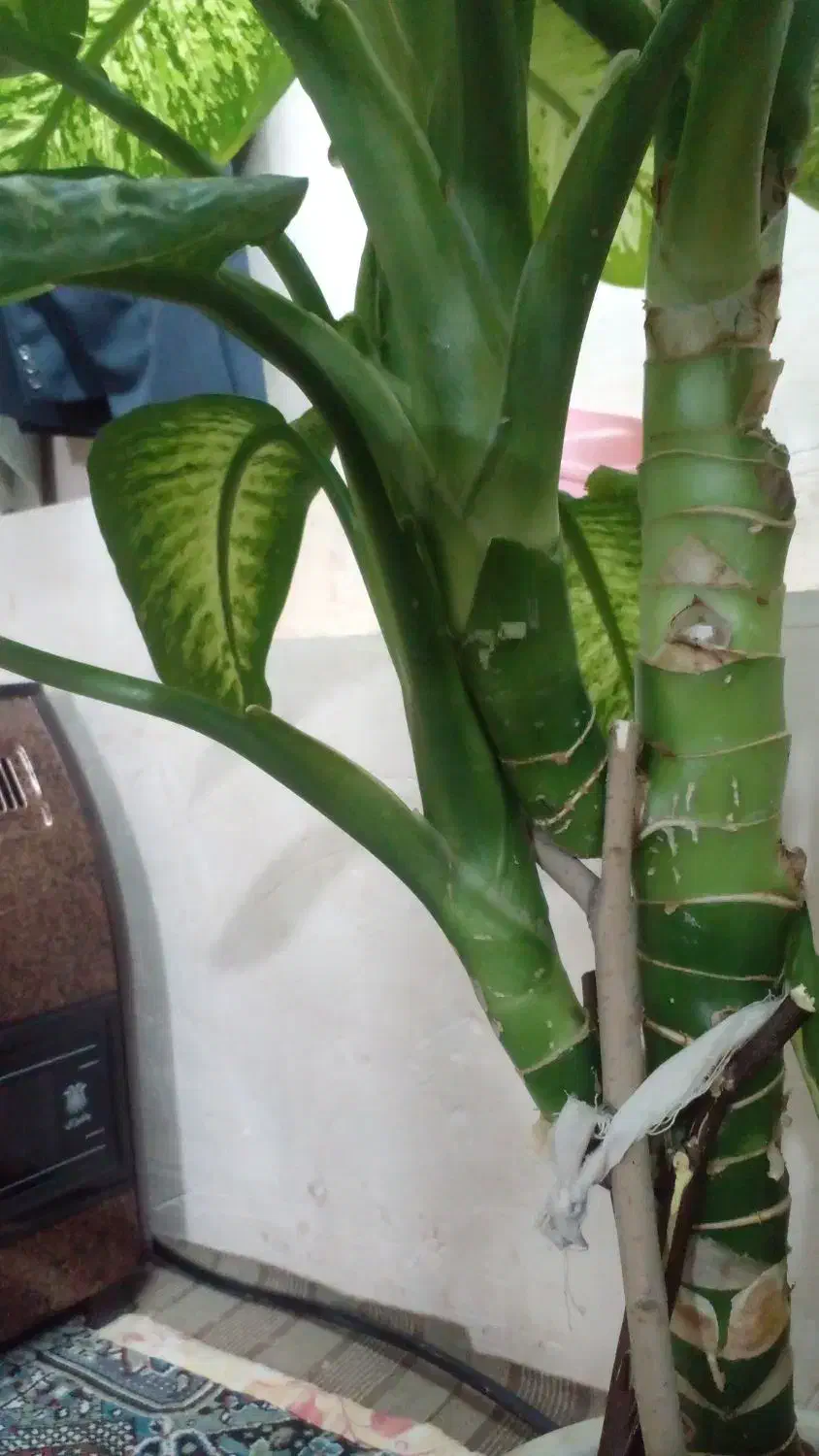 گل وگیاه|گل و گیاه طبیعی|مراغه, |دیوار