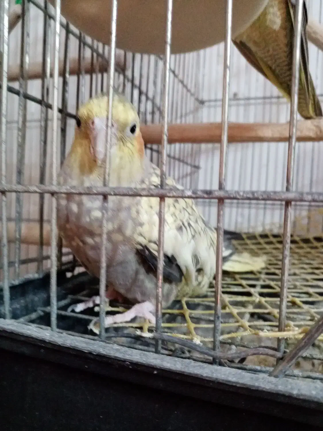 عروس هلندی های ماده (بازدید شهر جویبار )|پرنده|ساری, |دیوار